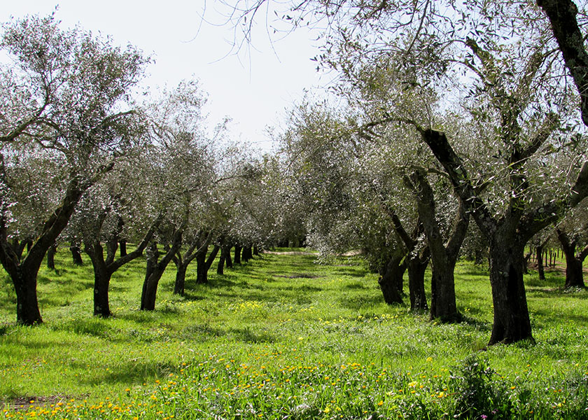 1 l Olivenöl  "Kalavrì" - Azienda Agricola Restuccia